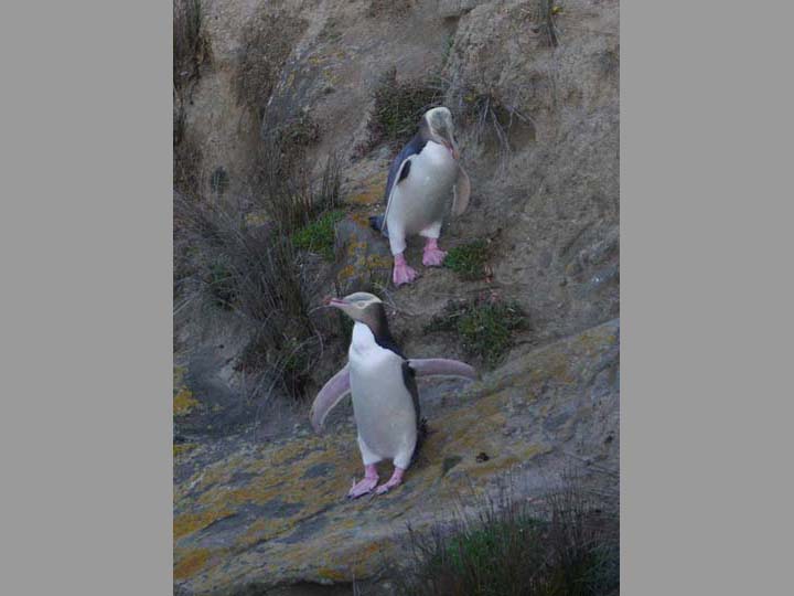 Gelbaugen Pinguine - New Zealand